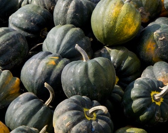 Table Queen Acorn Squash Seeds, 25 Count, Winter Cucurbita pepo