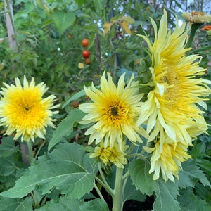 Lemon Cutie™ Sunflower Seeds, Dwarf Branching Variety // Non-GMO, helianthus annuus