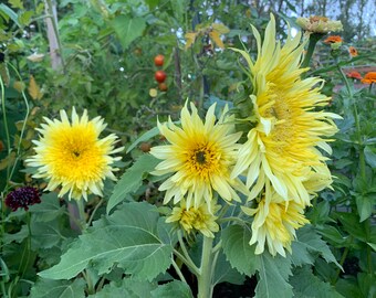 Lemon Cutie™ Sunflower Seeds, Dwarf Branching Variety // Non-GMO, helianthus annuus