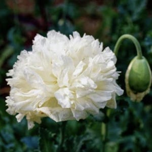 Organic Snowball Peony Poppy Seeds, White Frilly Double Poppies // Organic, Non-GMO, Papaver somniferum