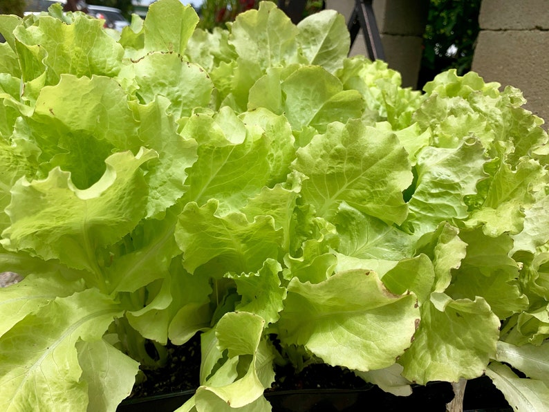 Black Seeded Simpson Lettuce Seeds 500 Seeds // Heirloom Non Etsy