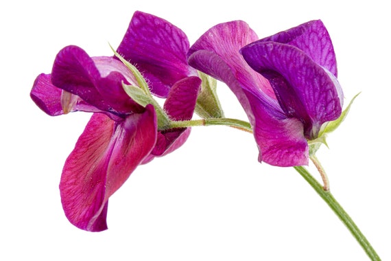 Spencer Beaujolais Guisantes dulces Flores de guisantes - Etsy España Spencer Beaujolais Guisantes dulces Flores de guisantes - Etsy España