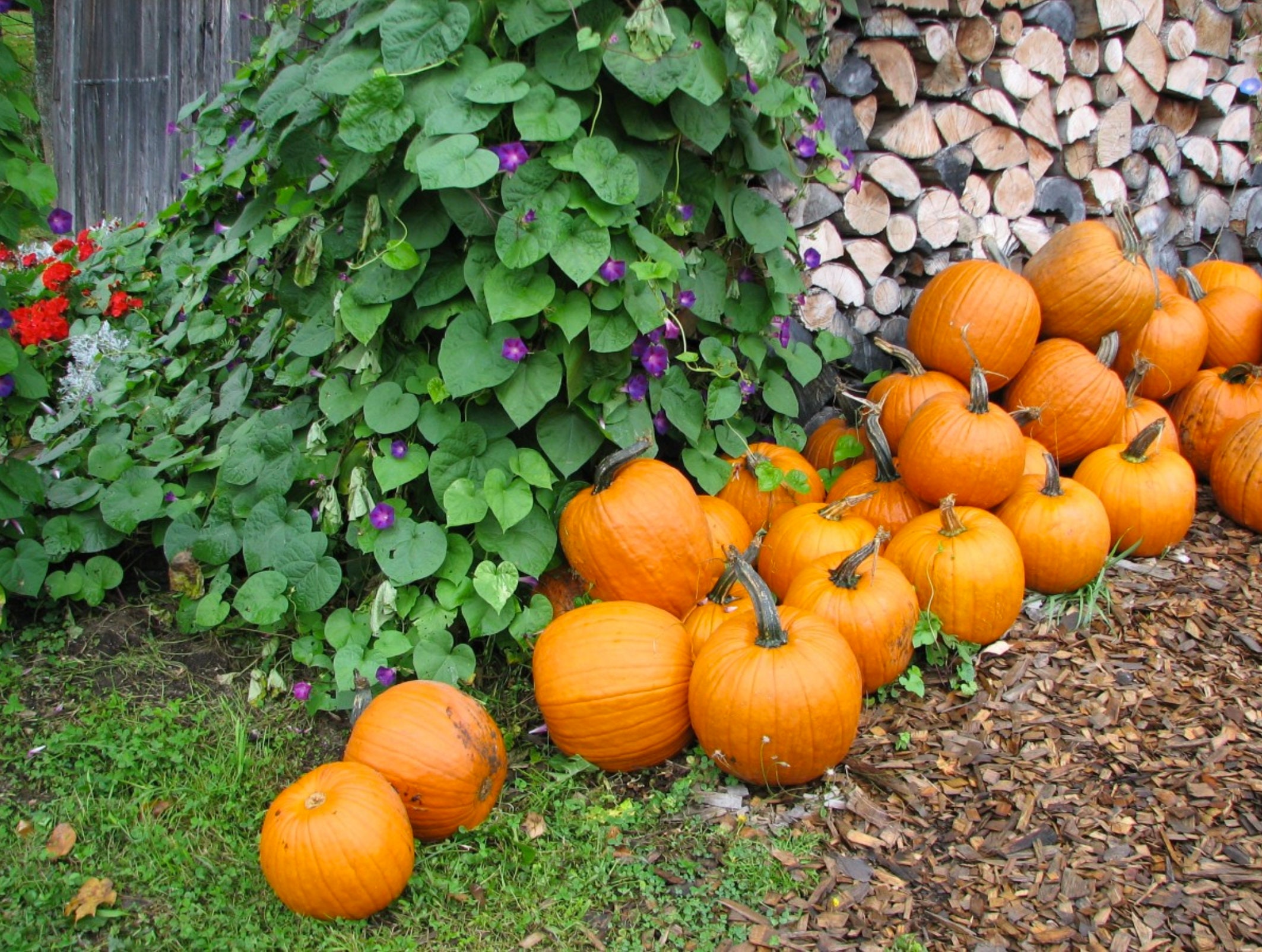 Sugar Pie Pumpkin Seeds Pumpkins 25 Seeds // Heirloom | Etsy