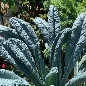 Organic Lacinato Kale Seeds, Dinosaur Kale, 1000 Seeds // Organic, Heirloom, Non GMO, brassica oleracea acephala