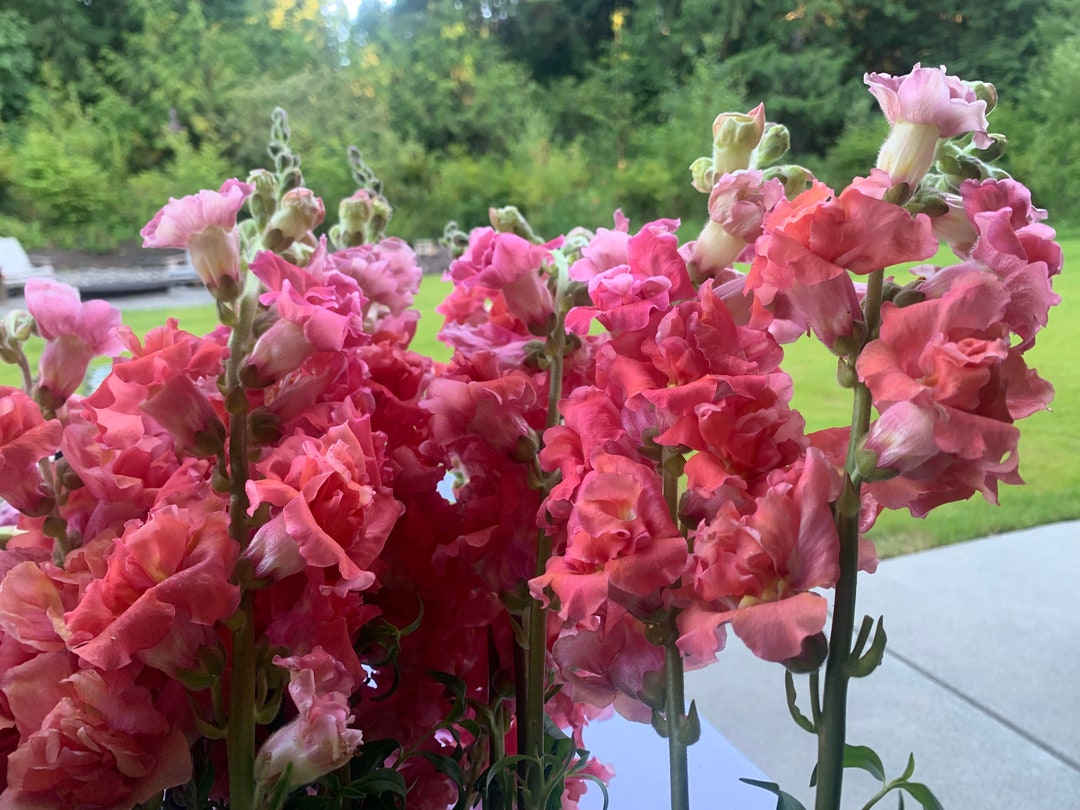 Madame Butterfly Cherry Bronze F1 Snapdragon Seeds, 50 Flower Seeds