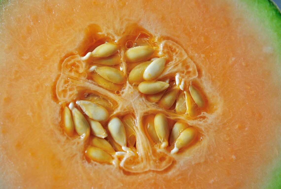 Orange Honeydew Melon Seeds 175 Honeyloupe Seeds // Heirloom Etsy
