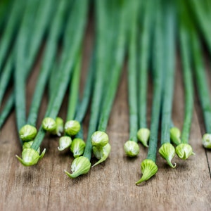 Organic Garlic Chives Seeds, Garlic Chives // Organic, Heirloom, Non-GMO, Herb Garden, allium tuberosum