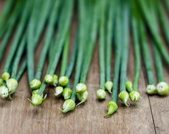 Organic Garlic Chives Seeds, 250 Count, Allium tuberosum