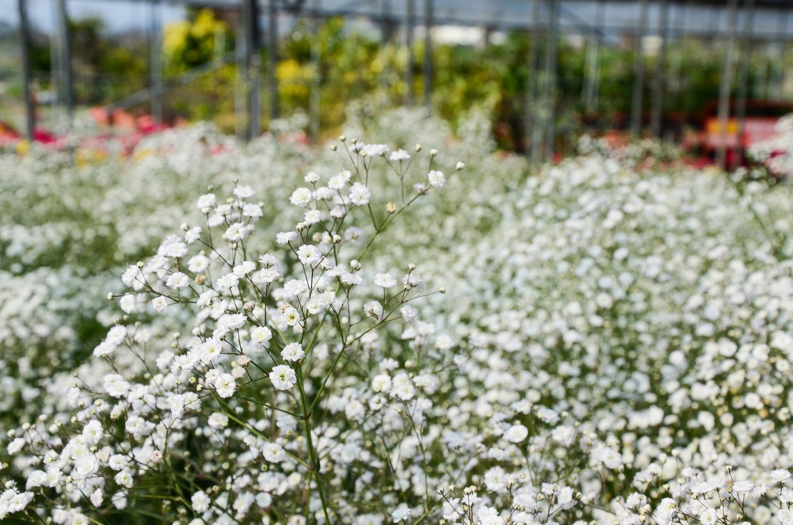 White Baby's Breath Seeds Perennial Babys Breath 600 Etsy