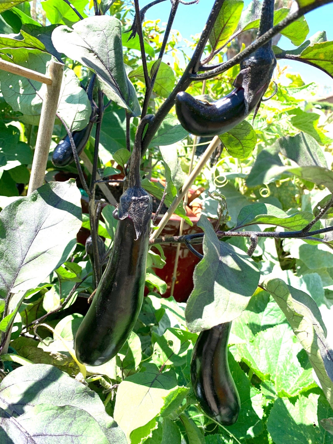 Orient Express F1 Eggplant Seeds Japanese Eggplant 25 Seeds Etsy