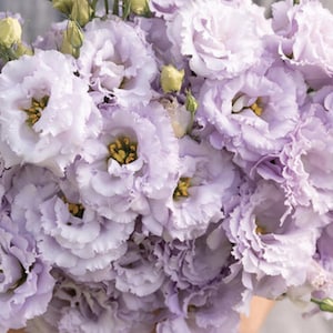 Voyage 2 Lavender (F1) Lisianthus Seeds // Pelleted, Non-GMO, Eustoma grandiflorum