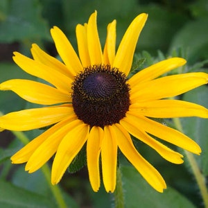 Black Eyed Susan Seeds, Yellow Wildflowers, 2000 Seeds // Non-GMO, Rudbeckia hirta