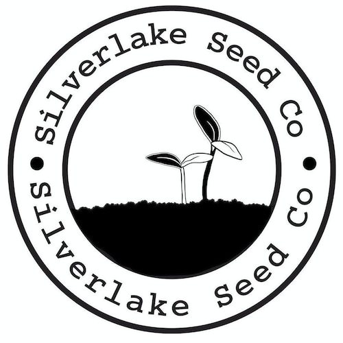 Everwilde Farms - 500 Evergreen White Bunching Onion Seeds - Gold Vault Jumbo Bulk Seed Packet