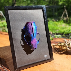 Framed Mink Skull