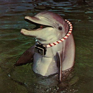 Delfin /// Mid Century Postkarte