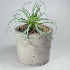 Cylindrical Concrete Planter | Concrete Container | Office Decor | Succulent Planter | Pencil Pen Holder | Cactus Pot | Bathroom Organizer