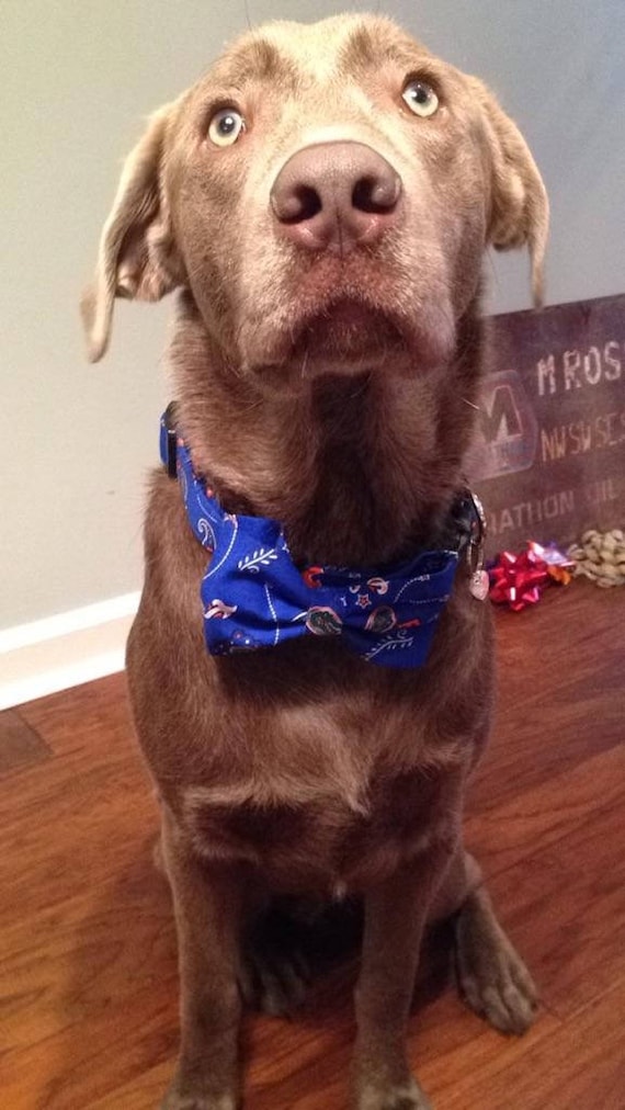 Tone collar for dogs top