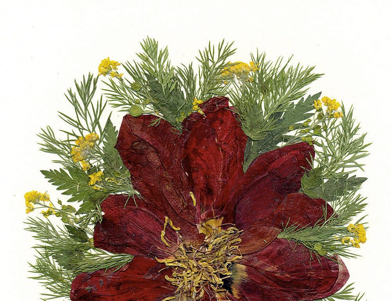 Burgundy Tulip Pressed Flower Art Pressed Botanicals Dried Etsy