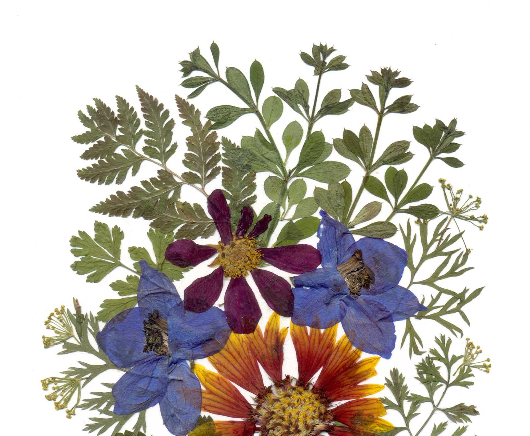 Wildflowers Pressed Flowers Art Framed Dried Petals Farmhouse Etsy