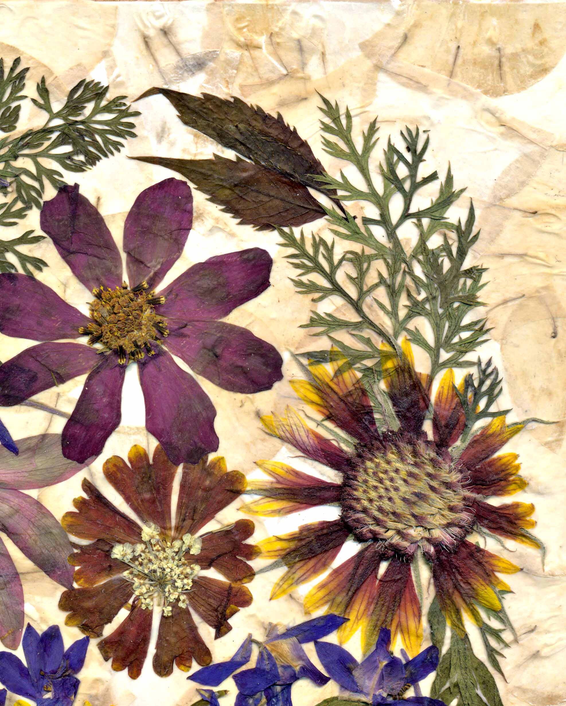 Pressed Wildflowers Dried Flowers Art Pressed Flowers Decor Etsy