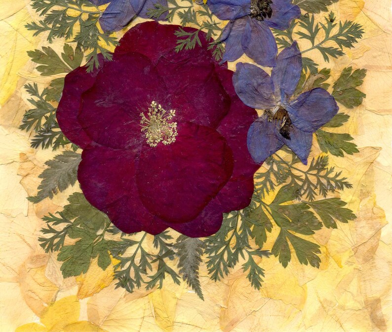 Rose Pressed Flowers Art Framed Dried Petals Farmhouse Kitchen Etsy