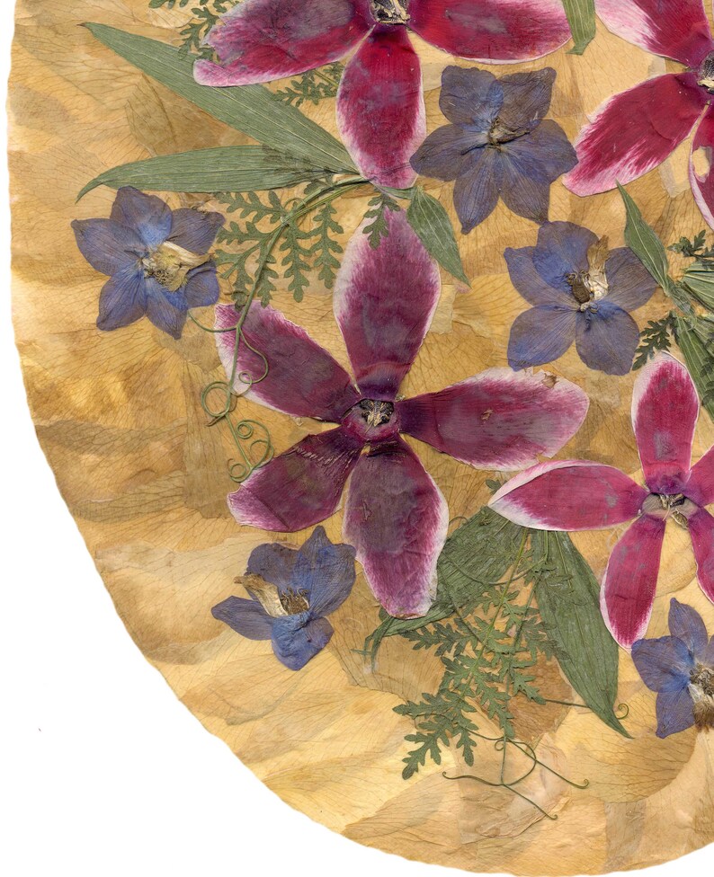 Dried Cyclamen Persicum Victorian Style Pressed Flowers Etsy