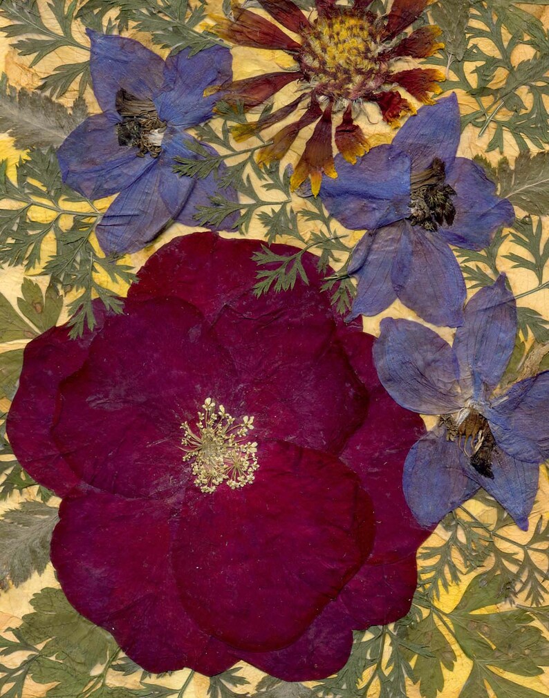 Rose Pressed Flowers Art Framed Dried Petals Farmhouse Kitchen Etsy