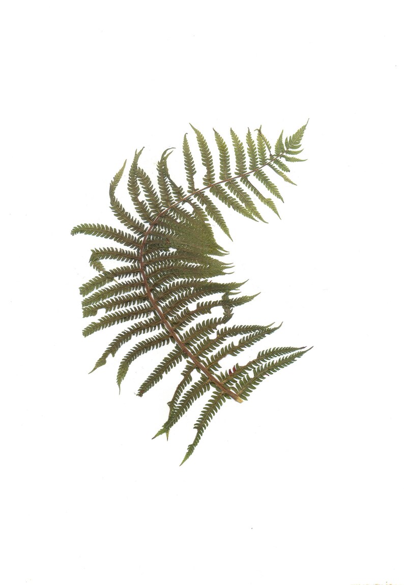 Herbarium Specimen Pressed Fern Dried Fern Fern Art Fern Decor Etsy