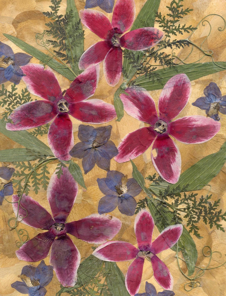 Dried Cyclamen Persicum Victorian Style Pressed Flowers Etsy