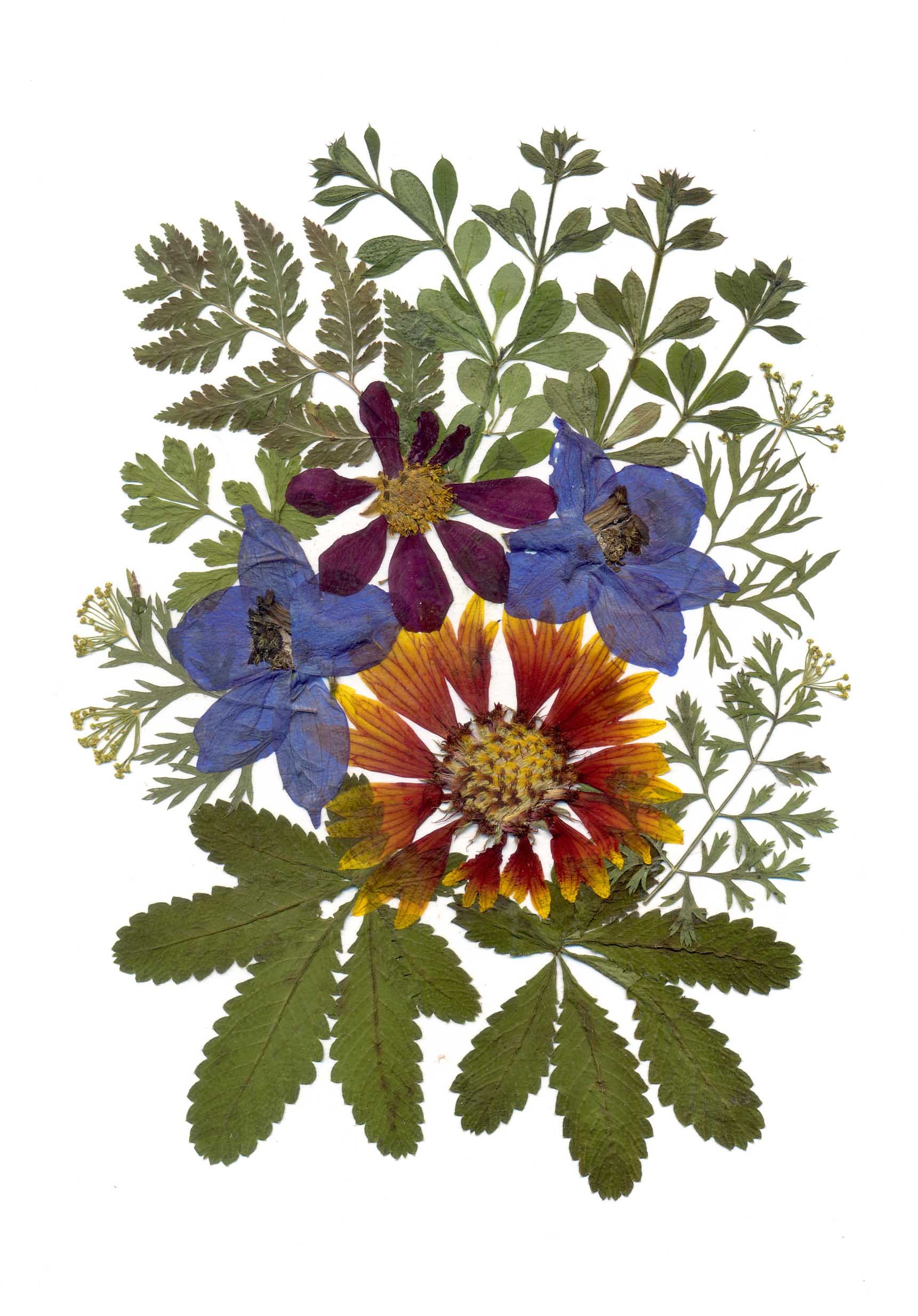 Wildflowers Pressed Flowers Art Framed Dried Petals Farmhouse Etsy