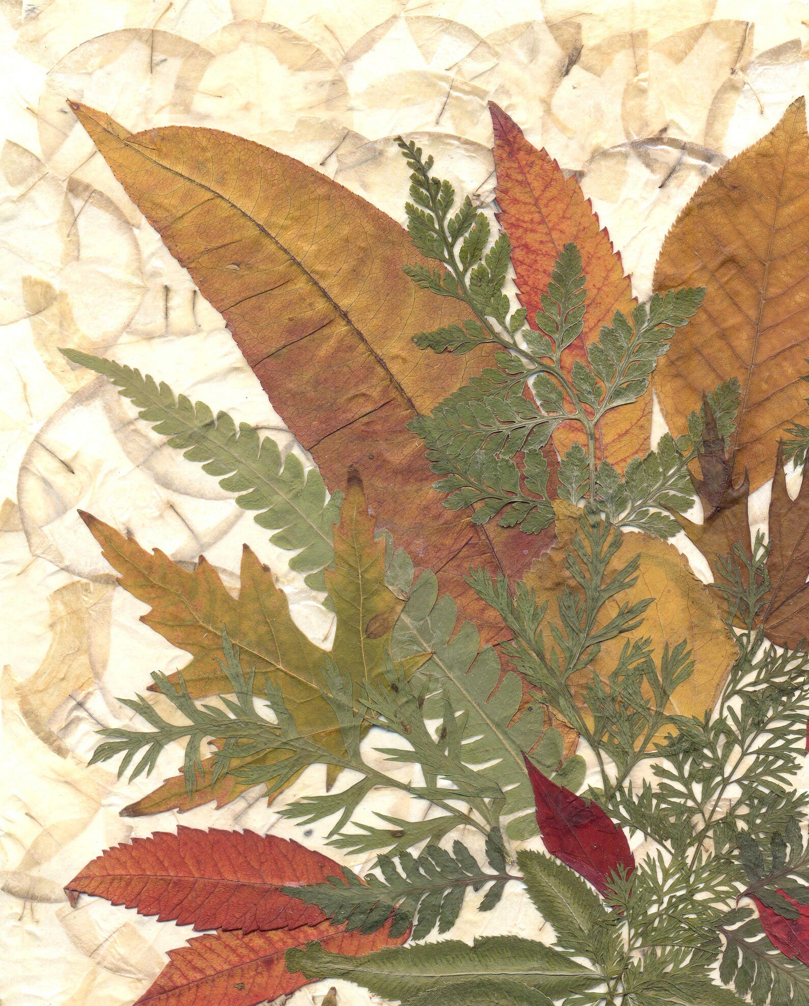 Dried Pressed Leaves and Herbs Dried Pressed Plants Framed Etsy