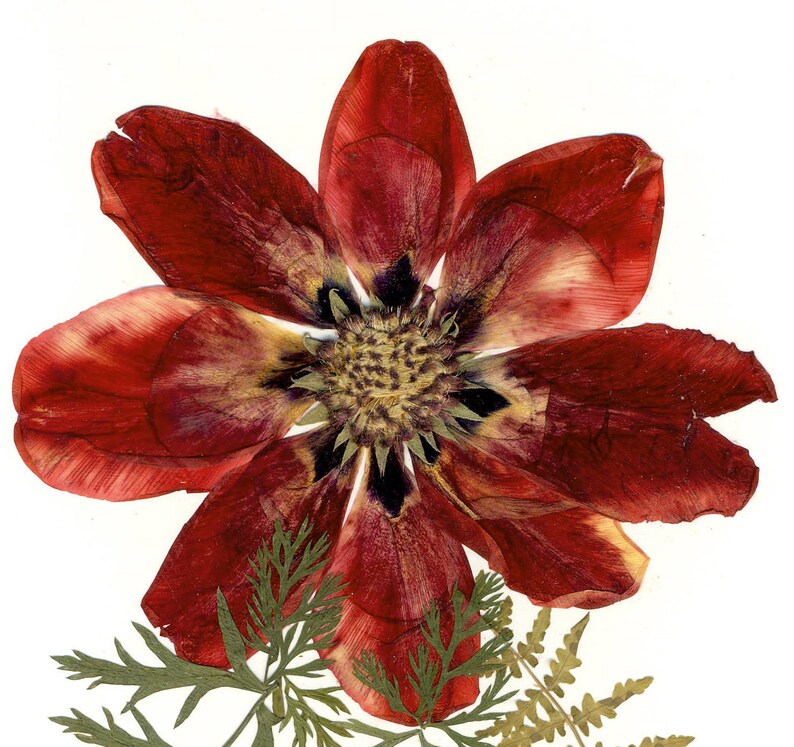 Dried Tulip Pressed Flower Art Original Herbarium Wall Art Etsy