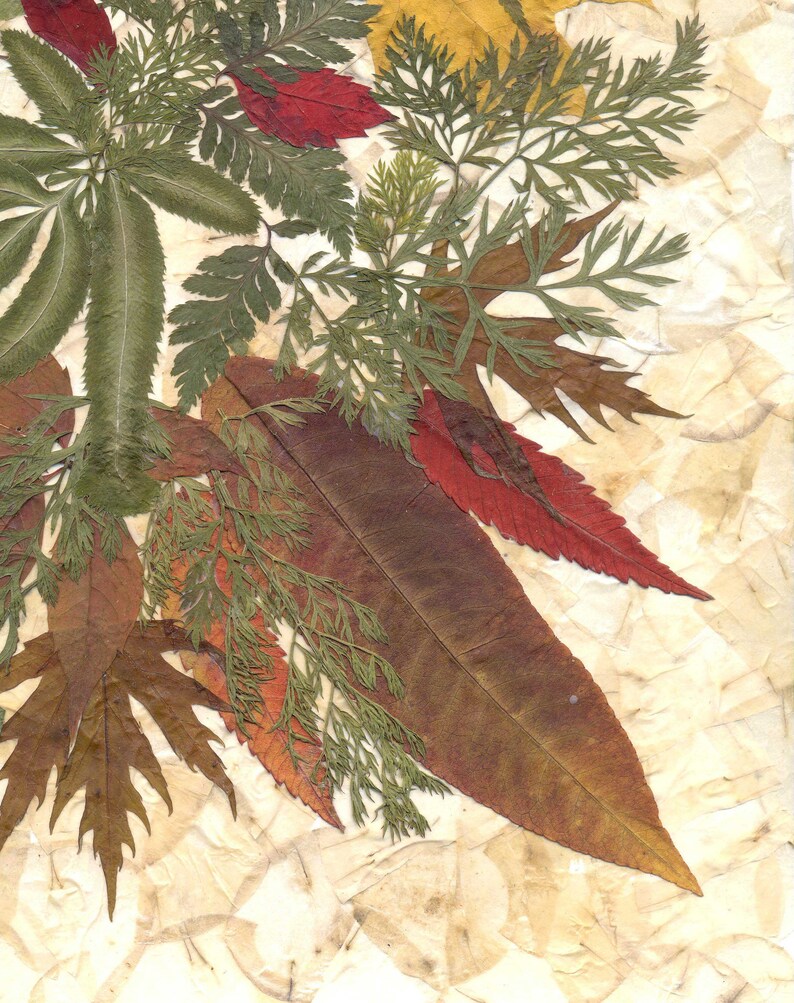 Dried Pressed Leaves and Herbs Dried Pressed Plants Framed Etsy