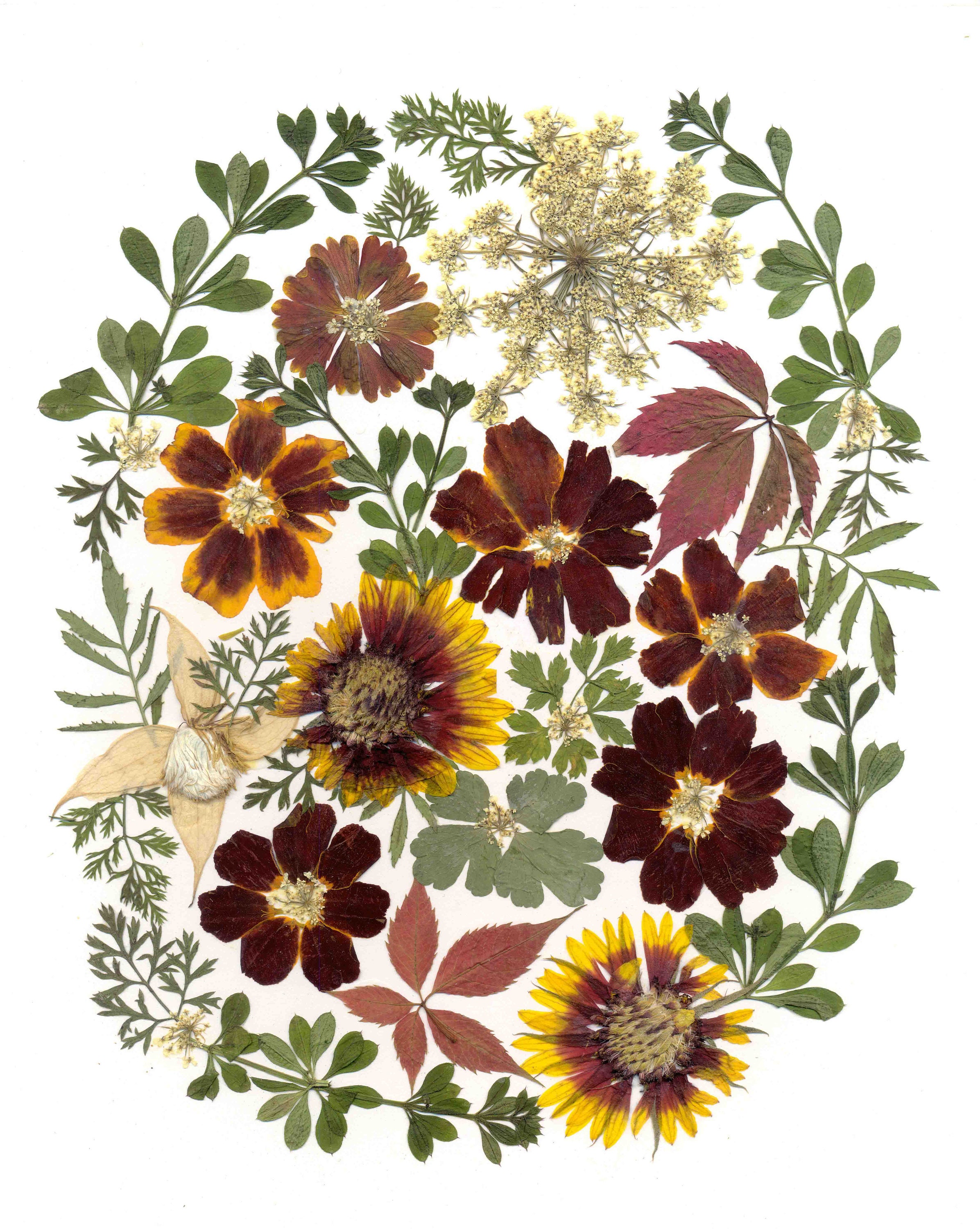 Womens Gift Marigolds Pressed Flower Art Dried Flowers Etsy