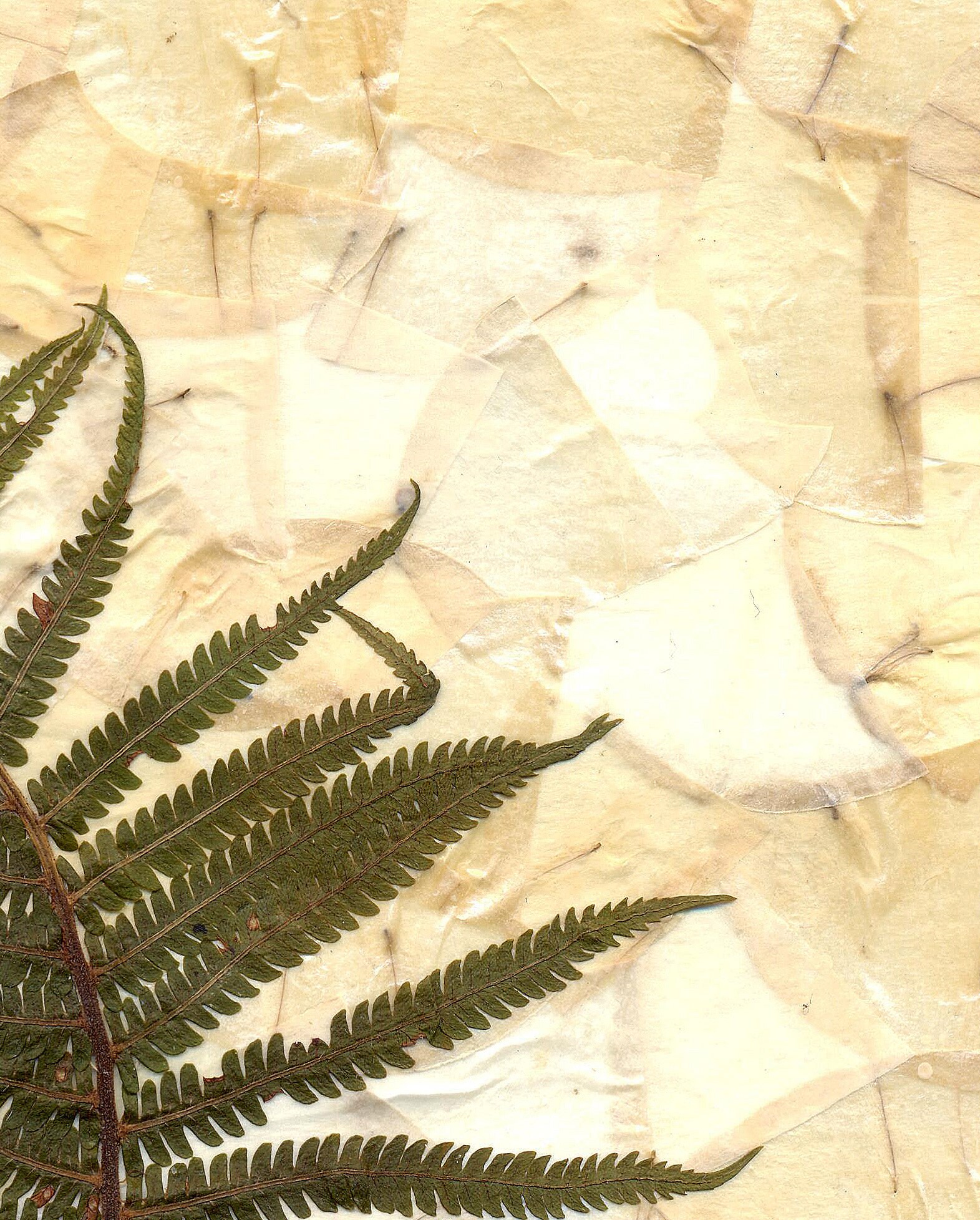 Fern Herbarium Framed Pressed Fern Herbarium Art Dried Fern Etsy