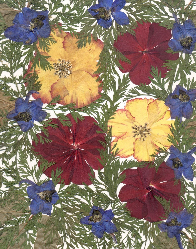 Pressed Flowers Art Framed Dried Flowers Real Flowers Etsy