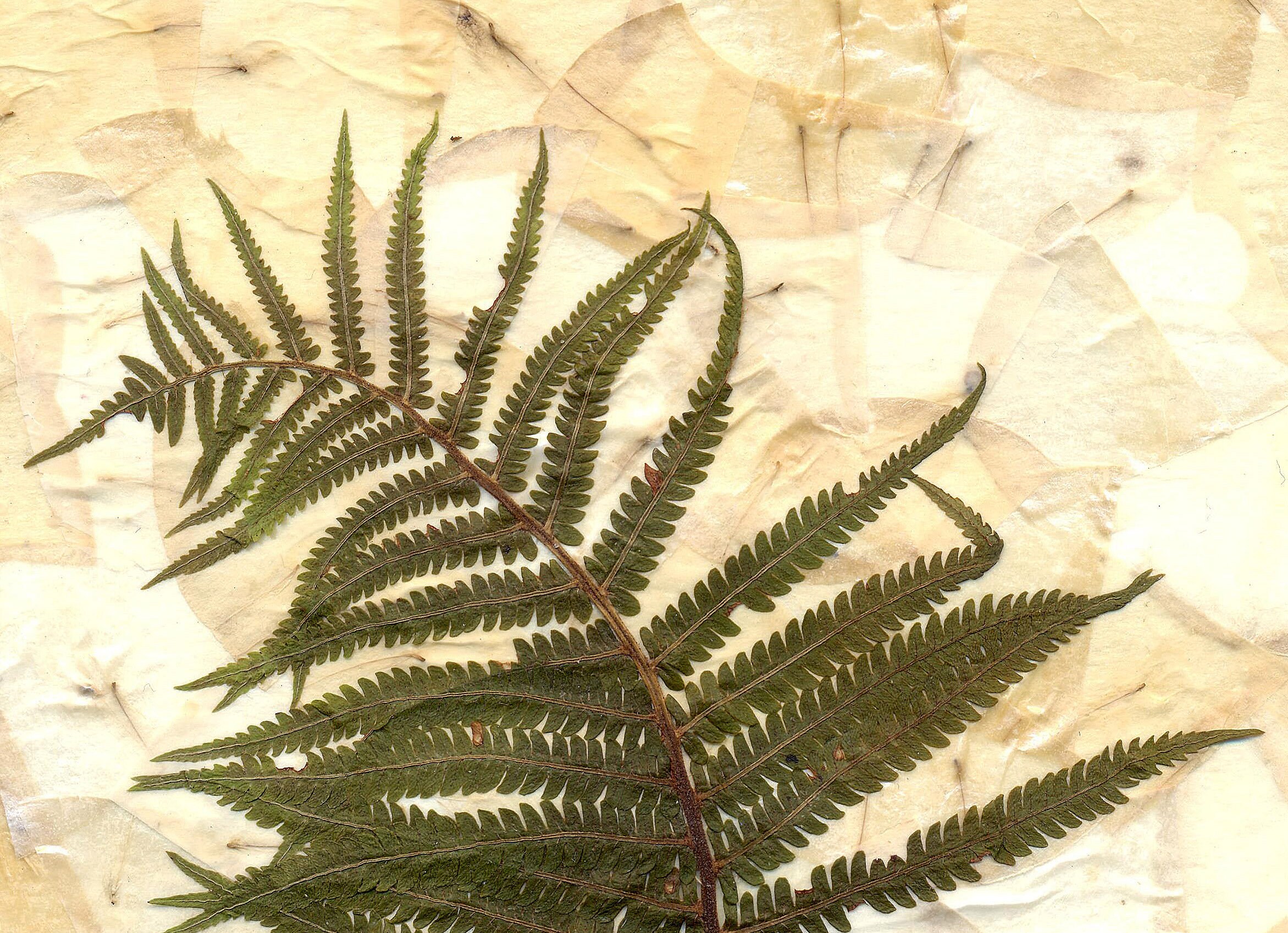 Fern Herbarium Framed Pressed Fern Herbarium Art Dried Fern Etsy