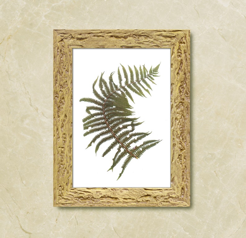 Herbarium Specimen Pressed Fern Dried Fern Fern Art Fern Decor Etsy