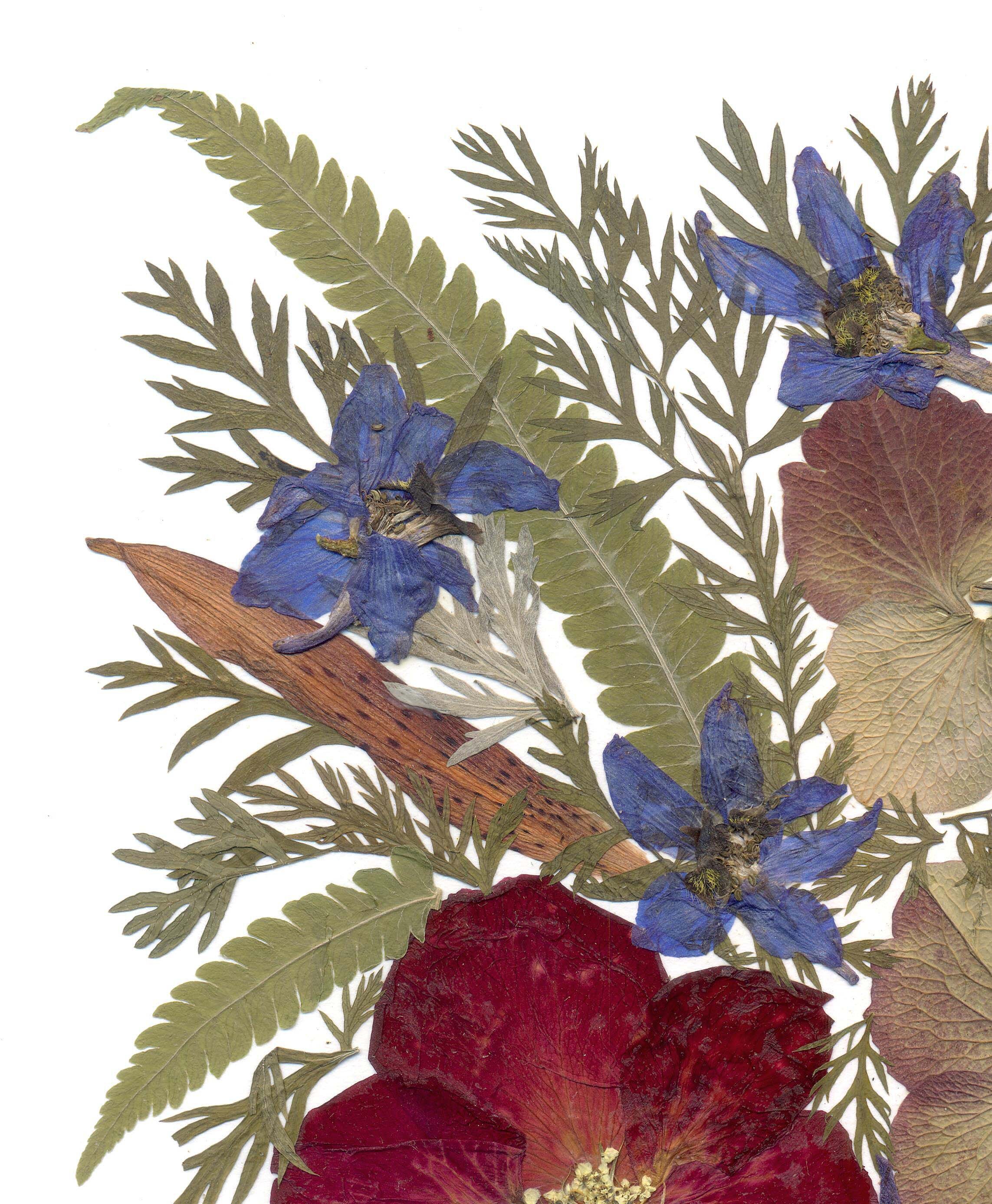 Pressed Rose Pressed Flowers Art Home Decor Kitchen Art Etsy