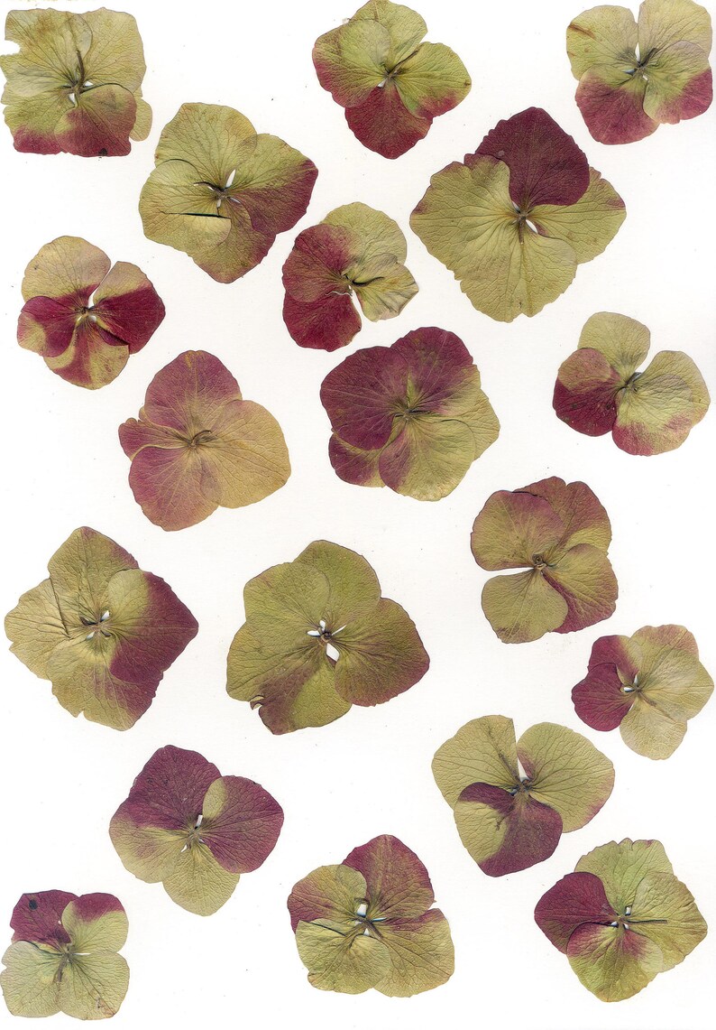Herbarium Specimen Hydrangea Dried Flower Art Original Etsy