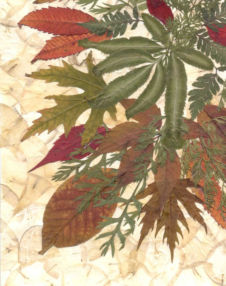 Dried Pressed Leaves and Herbs Dried Pressed Plants Framed Etsy