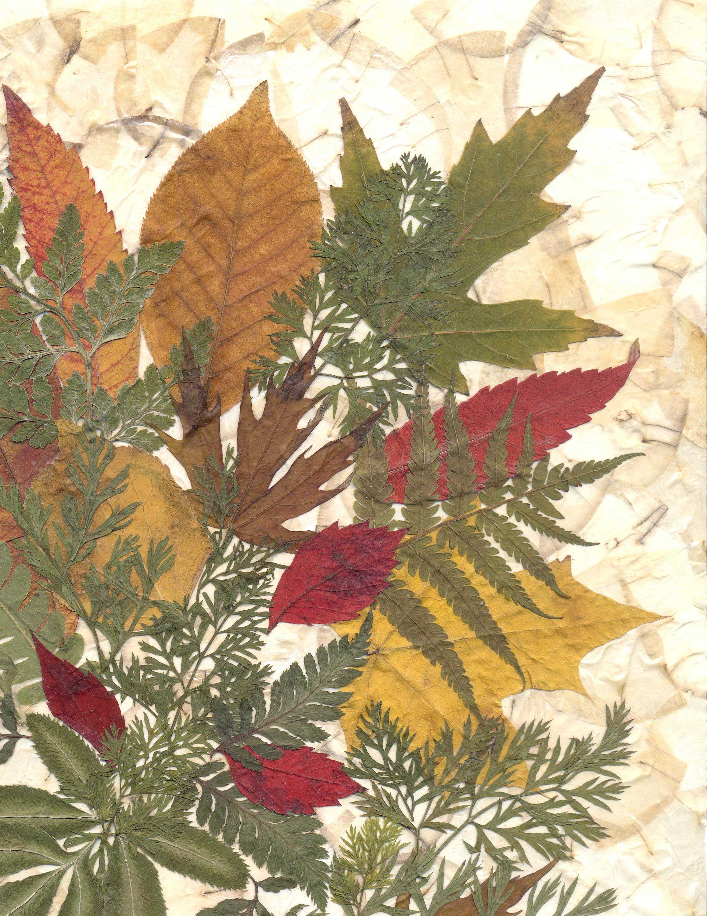 Dried Pressed Leaves and Herbs Dried Pressed Plants Framed Etsy