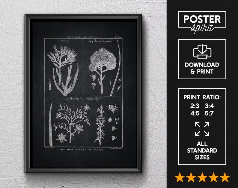 Vintage Black And White Wall Art Botanical Poster Printable Etsy