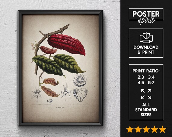 Cacao Vintage Botanical Floral Illustration Art Poster 24x36