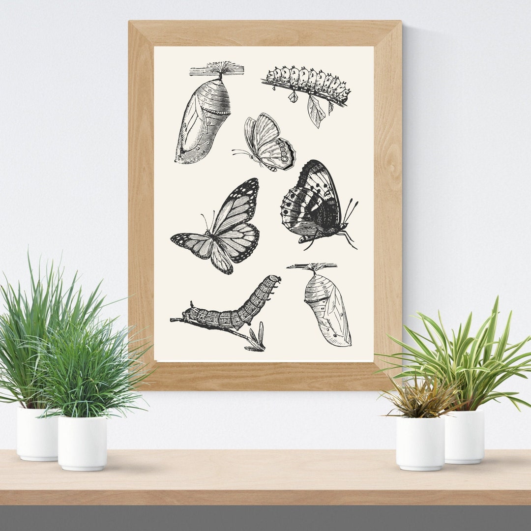 Metamorphosis of a Butterfly Digital Download | Printable Image - Etsy