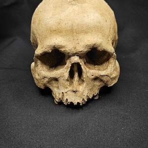 Artificial Human skull - moulded from real human skull, fake skull, movie prop, goth decor