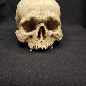 Artificial Human skull - moulded from real human skull, home decoration, odd decor, goth
