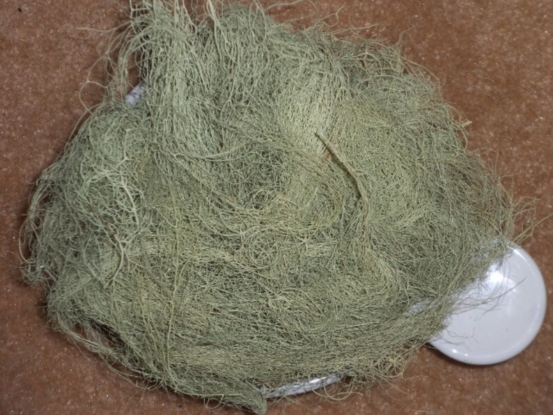 Live For use in terrariums ALECTORIA LICHEN 16 oz