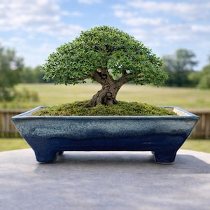 Handmade Bonsai Pot 8 Inch Ceramic Planter Blue Drip Glaze Gift