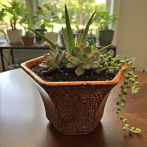 May include: A square, orange and brown patterned ceramic planter filled with succulents and aloe vera plants. A string of pearls plant cascades down the side. The planter sits on a wooden table, with other potted plants visible in the background.